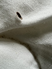 Psocidae