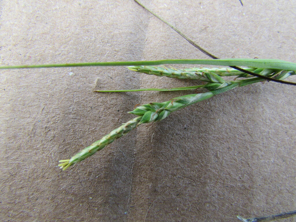 Carex paneroi
