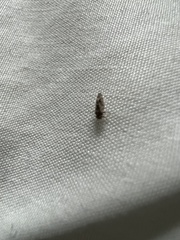 Psocidae