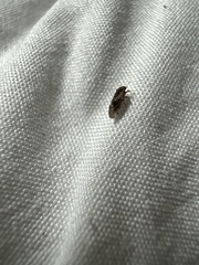 Psocidae