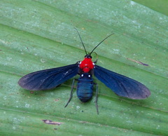 Psoloptera thoracica