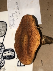 Suillus caerulescens