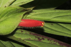 Columnea dimidiata