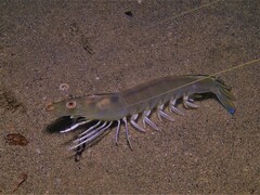 Penaeus latisulcatus