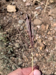 Bothriochloa ischaemum