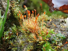 Dicranella rufescens