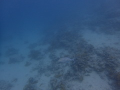 Caranx