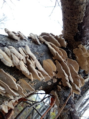 Trametes pubescens