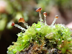Fossombronia wondraczekii