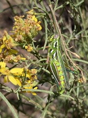 Hesperotettix viridis