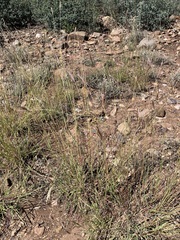 Bothriochloa ischaemum