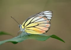 Delias hyparete