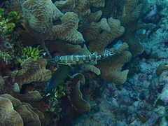 Serranus tigrinus