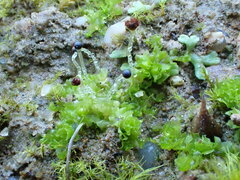 Fossombronia wondraczekii