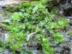 Fossombronia wondraczekii