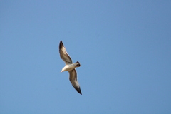 Larus delawarensis