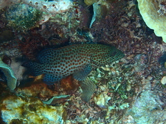 Epinephelus guttatus