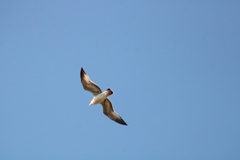 Larus delawarensis