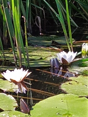 Nymphaea alba
