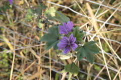 Malva sylvestris sylvestris