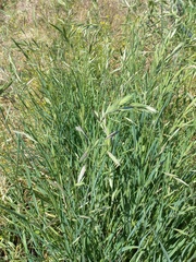 Bromus catharticus