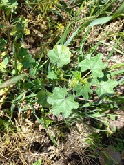 Malva parviflora