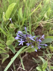 Pentanisia prunelloides