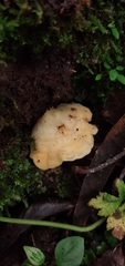 Antrodiella