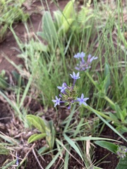 Pentanisia prunelloides