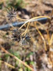 Bidens subalternans