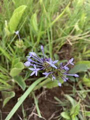 Pentanisia prunelloides