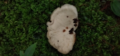 Antrodiella