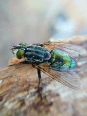 Sarconesia chlorogaster