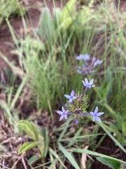 Pentanisia prunelloides