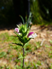 Bellardia trixago