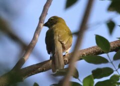 Saltator striatipectus