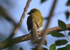 Saltator striatipectus