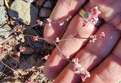 Eriogonum vimineum