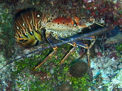 Panulirus argus