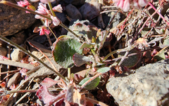Eriogonum vimineum