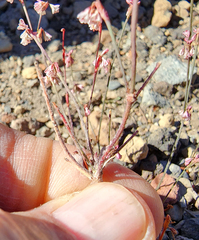 Eriogonum vimineum