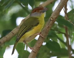 Cyclarhis gujanensis