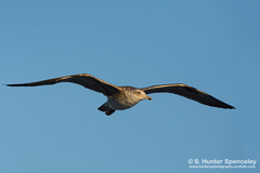 Larus fuscus graellsii