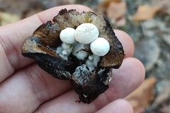 Asterophora parasitica