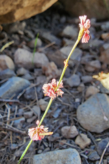 Eriogonum vimineum