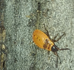 Pyrrhocoridae