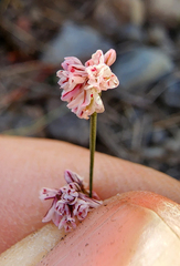Eriogonum vimineum