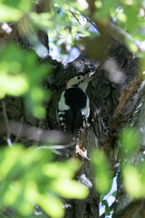 Dendrocopos syriacus