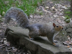 Sciurus carolinensis