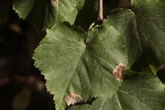 Phyllonorycter issikii